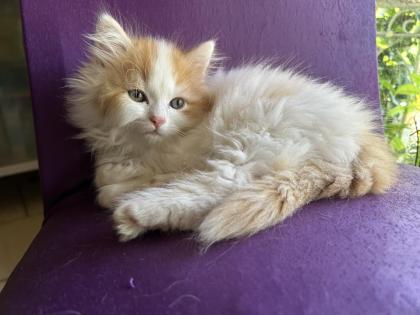 Main Coon - Perser Babys