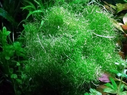 Sternlebermoos, Aquarienpflanze, Versand/ Abholung