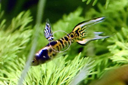 Tiger Endler, Guppy, reinerbig, RARITÄT (Versand/ Abholung)
