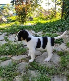 Milka sucht ein passendes Zuhause