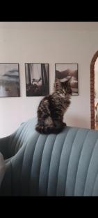 Maine Coon Kitten - noch 2 Kater und Katze