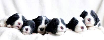 Bearded Collie Welpen