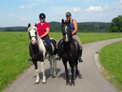 Shettys, Ponys, Reit- und Fahrpferde
