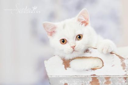 Adoptiveltern gesucht: BKH Babys in white, blue white, tabby suchen...