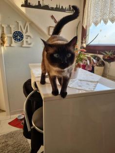 Siamkatzen