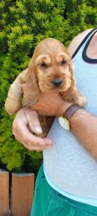 Engl.Cocker-Spaniel Welpen