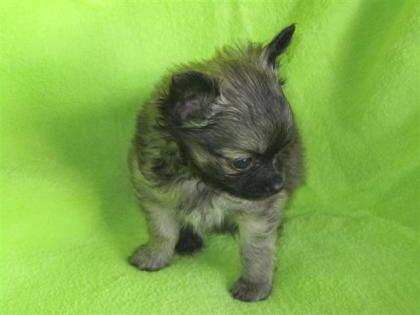 CHIHUAHUA Welpen mit VDH/FCI Papieren