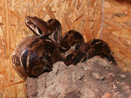 Boa constrictor imperator (salmon, pastell u. A.)