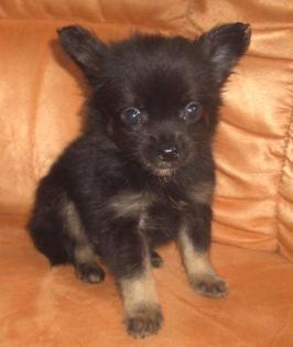 LH Chihuahua Welpen mit Papieren