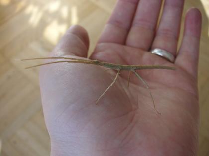 Annam Stabschrecken (Medauroidea extradentata)
