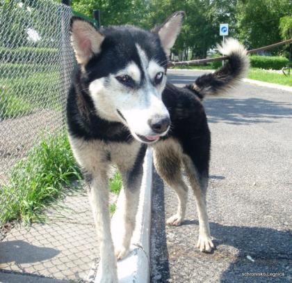 Fiona sucht dringend ein zu Hause