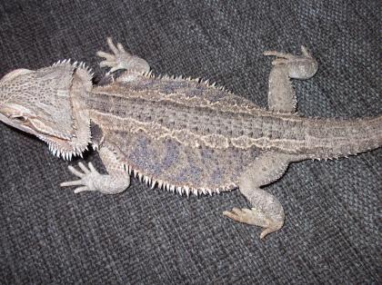 Bartagame weiblich 42cm sandfarben