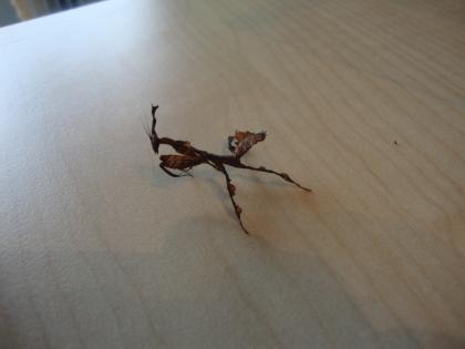 Biete subadulte Phyllocrania paradoxa Männchen an. (und 1 Oothek)