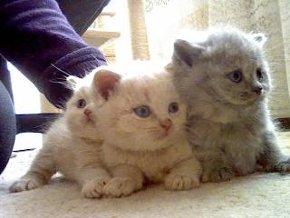Süsse Britisch Kurzhaar Kitten (creme)