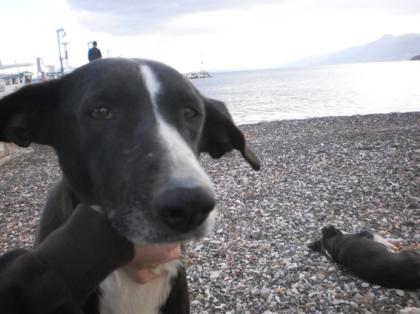 Tina   lebte mit ihren Kindern friedlich am Strand. Die Hundefamilie sollte verg