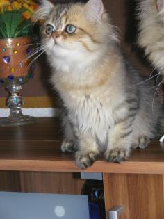 Goldschatz sucht Dich!