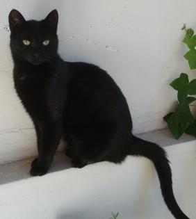 Kleine schwarze Katze sucht neues Zuhause
