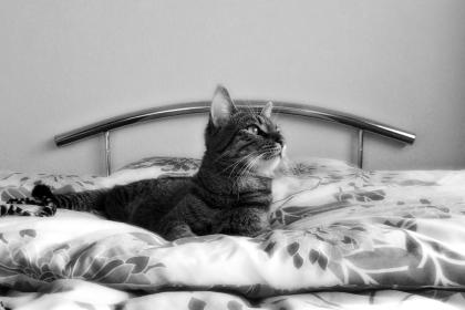 Kater und Katze zu verschenken, inklusive Baum, Kissen, Toiletten uvm