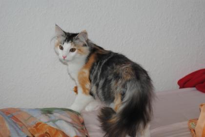 Norwegische Waldkatze Prinzessin sucht Personal 