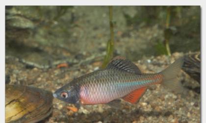 Biotopfische // Fa.Fördefisch