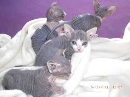 Sphynx canadian Babys