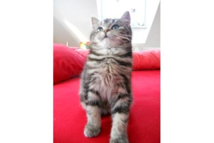 BKH/Maine Coon Kitten suchen noch TOP Familien 