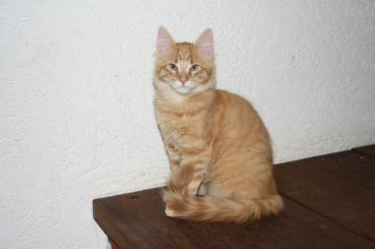 Main Coon / Norwegische Waldkatze Mischlinge abzugeben 