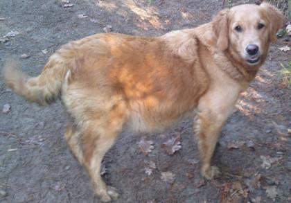 Wurfmeldung- wunderschöne Golden Retriever Welpen