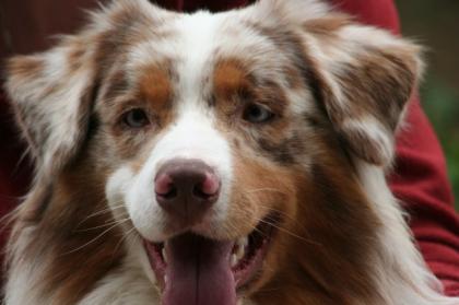 Aussi Red-Merle Deckrüde
