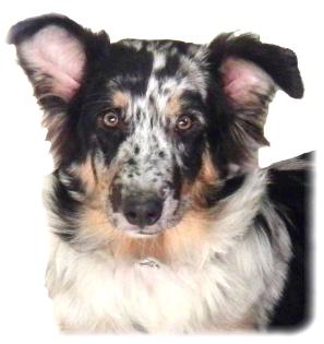Australian Shepherd - Welpe 6 mon. reinrassig Rüde - Blue Merle