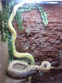 2 tigerpythen albino abzugeben ( leider maulfäule)
