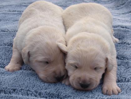 Doodle Welpen, weiß, Helle Labradoodle Welpen suchen ein neues zu Hause..