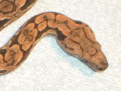 Südl. Madagaskarboa ( Acrantophis dumerili ) ENZ2021,2021,2021 