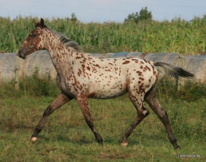 Knabstrupper x Trakehner   Vielseitigkeitspferd