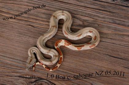 Boa c. sabogae DNZ 05-0.7978 abzugeben