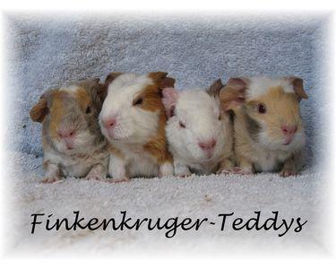 Viele süße Meerschweinchen der Rassen US-Teddy und Rex