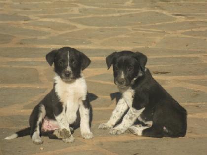 Emily, Charlotte und ihr Schutzengel