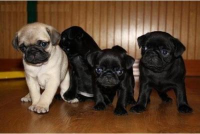 Mops Welpen suchen* neues Zuhause 
