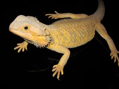 Colourdragons.at - Bartagamen, Zubehör, Technik und Terras abzugeben!