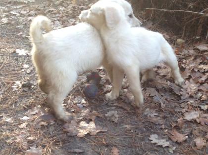 Neuheit! Pudel X Labrador - Labradoodle Welpen 