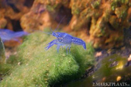 Blaue Florida Krebse (Procambarus Alleni)