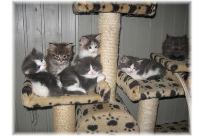 Süße Norwegerrasselbande abzugeben