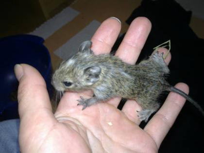 Degu-Nachwuchs (weiblich Schecke + Agouti) abzugeben