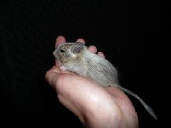 Degu-Nachwuchs (Schecken-Böckchen) abzugeben