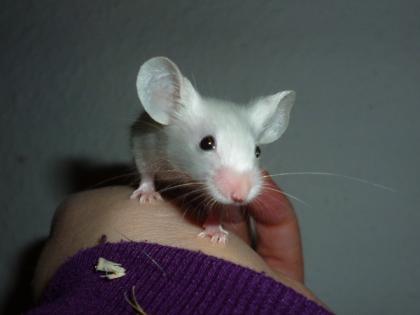 Mäuse abzugeben