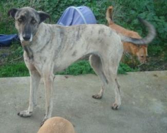 Helga - elegant und sanft!