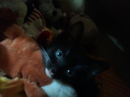 Kater Samy 