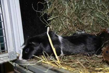 Neuer Cuy Nachwuchs (Riesenmeerschweinchen) ist da!
