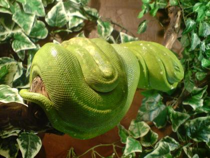 Gebe 1.1 Morelia viridis 03 (Biak)+ Terrarium und Kornnattern+ Terrarium ab.