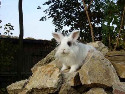 Kaninchen aus privater Notstation,suchen ein neues zu hause!!!